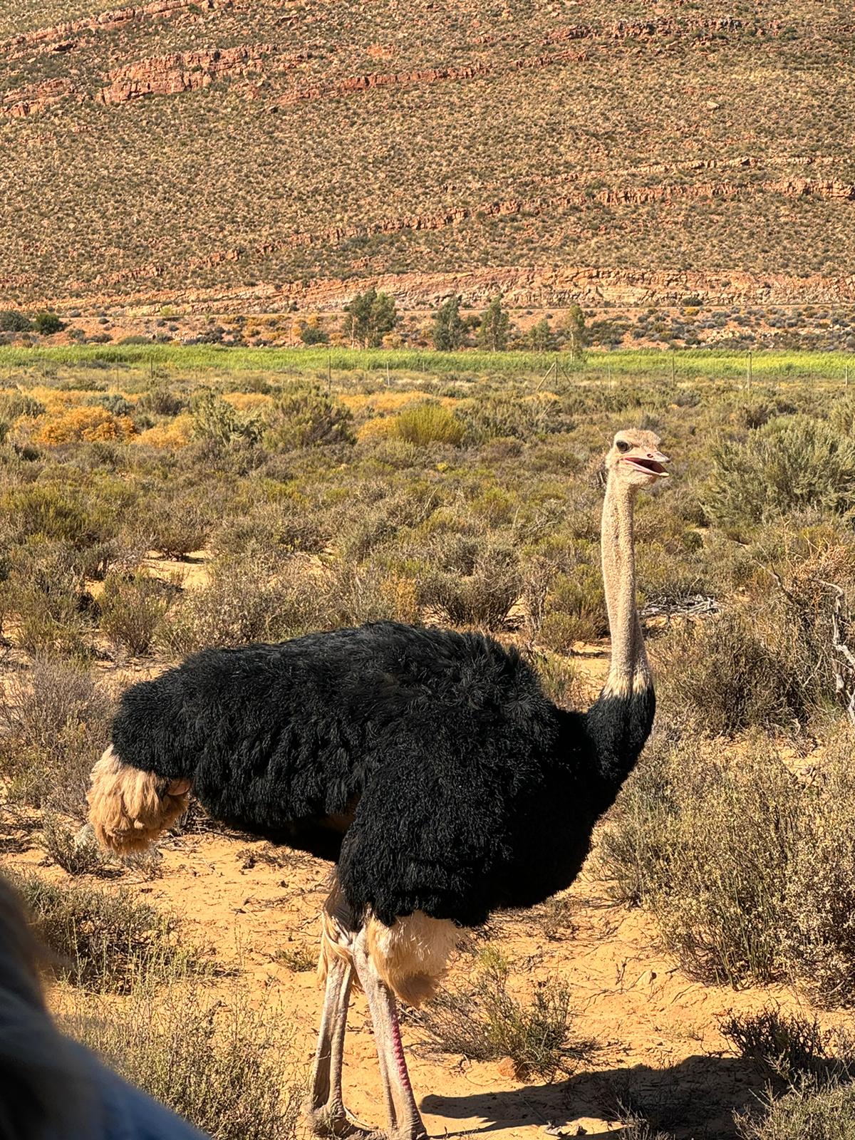 Wild Life - Animal 8